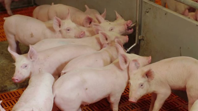 Piglets on an industrial pig farm