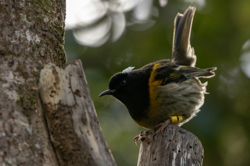 Hihi Bird Raises Ear Feathers 
