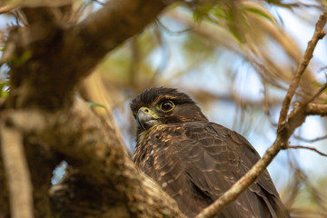 New Zealand Endangered Karearea / Falcon Through Tree Branches 