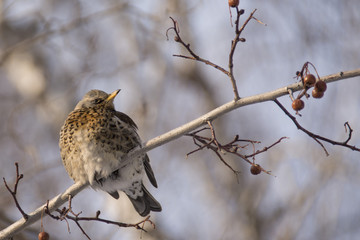 a bird  sits on a branch in winter