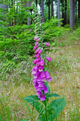 Bl&uuml;hender Fingerhut, Digitalis purpurea