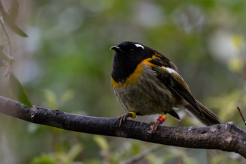 Round Stitchbird / Hihi 