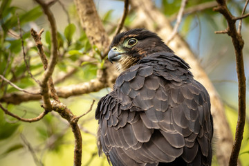 New Zealand Falcons Feathers Ruffle In Wind 