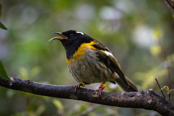 Hihi / Stitchbird Sticks Out Honey Eating Tongue 