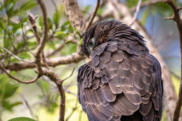 New Zealand Falcon On Windy Day 