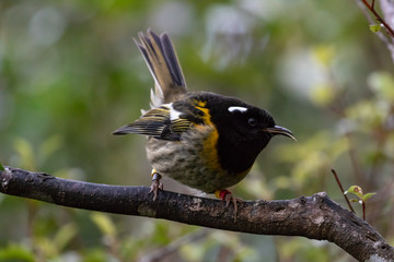 Stitchbird In New Zealand Forest Sanctuary 