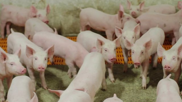 Piglets on an industrial pig farm