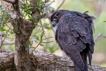Juvenile New Zealand Falcon / Karearea
