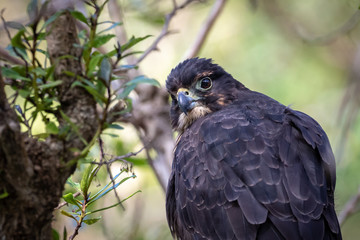 Close Up Of Falcon Face, New Zealand 