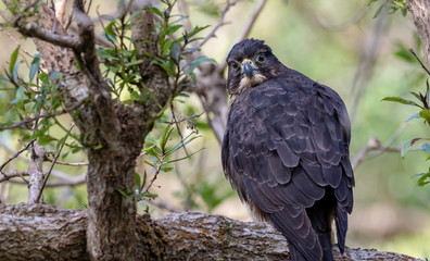 Keen Eyed New Zealand Falcon 