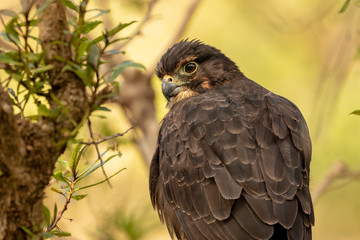 Young New Zealand Falcon 