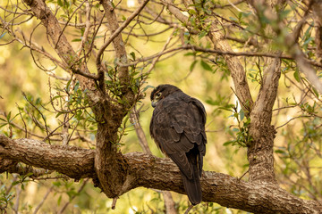 New Zealand Falcon Sitting In Branch At Sunset. 