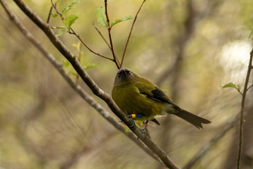 Bellbird In New Zealand Forest 