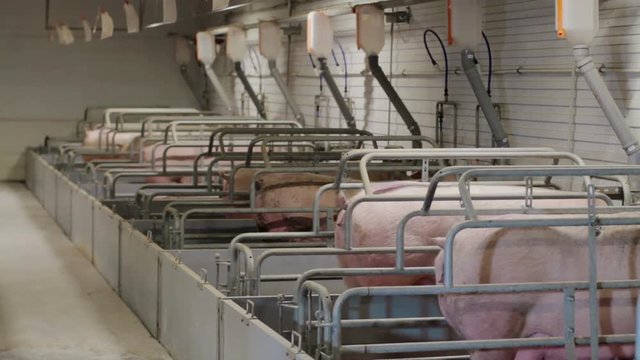 Pigs on an industrial pig farm