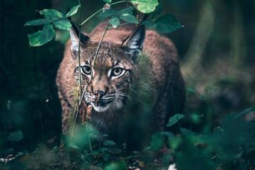 Eurasian lynx between vegetation in forest.