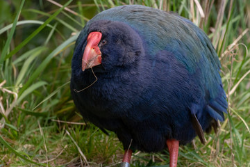 New Zealand Takahe With Food On Beak 