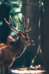 Naklejka premium Red deer stag with velvet antlers in sunny forest.