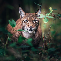Eurasian lynx between vegetation in forest.