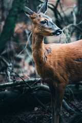 Roe deer between branches in forest looking to the right.