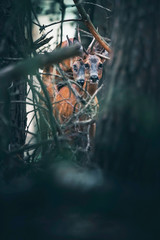 Fototapeta na wymiar Mating roe deer between trees and twigs in forest.