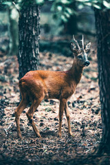 Roebuck standing in woodland.