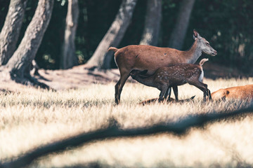 Calf deer drinking from mother.