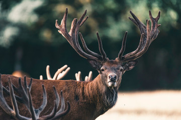 Red deer stag with velvet antlers looking towards camera.