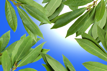 Green fresh laurel branches