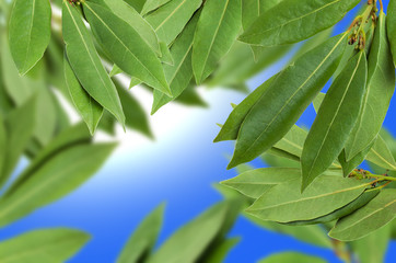 Green fresh laurel branches