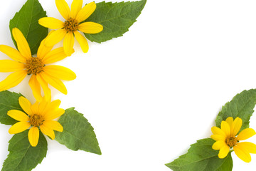Obraz premium frame of yellow daisies and leaves close-up isolated on white background