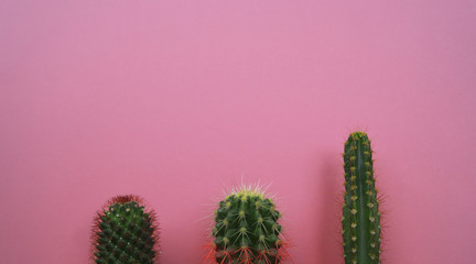 Tropical Greens minimal design.Cactus Fashion Set.