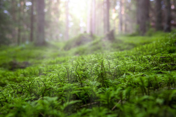 Close-up of freshness green moss against the background of sunhine in the forest