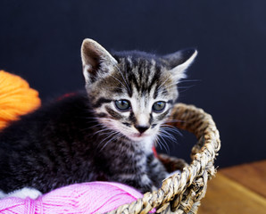 Naklejka premium A striped kitten plays with balls of wool.