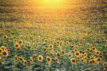 Obraz premium field with yellow sunflowers in the setting sun