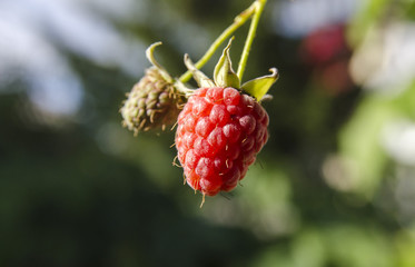 Raspberries grow on bush