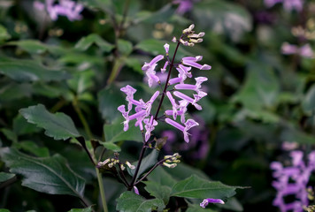 プレクトランサス・ケープエンジェル