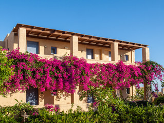 Fototapeta premium House framed by pink bougainvillea in Malia on crete island, Greece