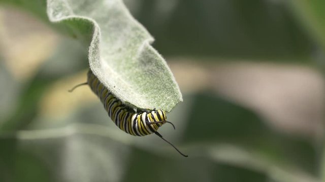 Monarch Caterpillar on Milkweed