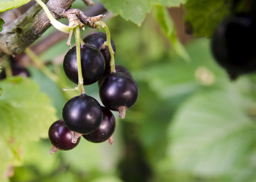 Black Currant Bush