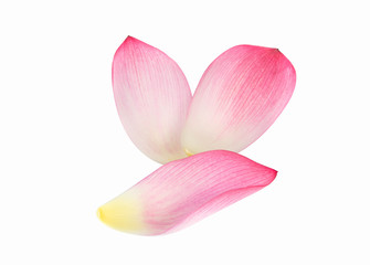 Fototapeta na wymiar Pink lotus flower isolated on white background