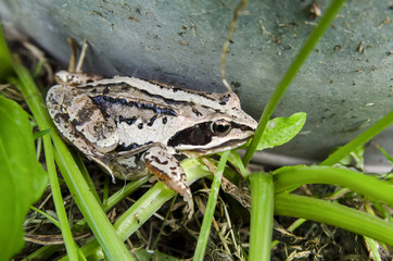 А frog on the grass