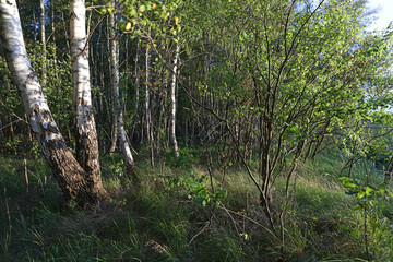 Birken am Moor-Rand