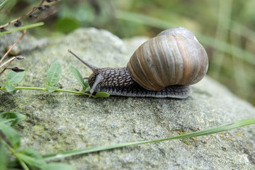 ślimak © Henryk Olszewski