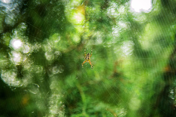 Spider on the web
