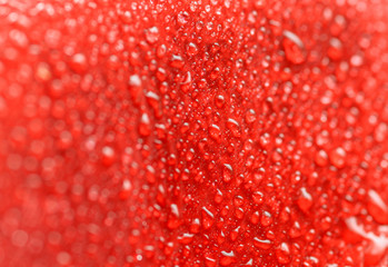 Water drop on red rose petal. Macro with shallow depth of field.