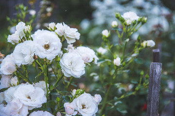 Weiße Rosen im Hobbygarten, Idylle