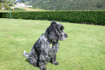 dog
