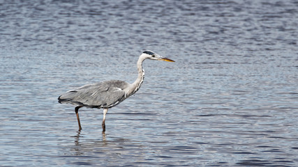Grey Heron Walking