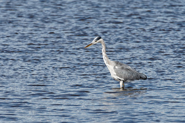 Grey Heron