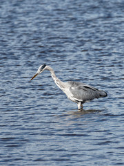 Grey Heron Portrait